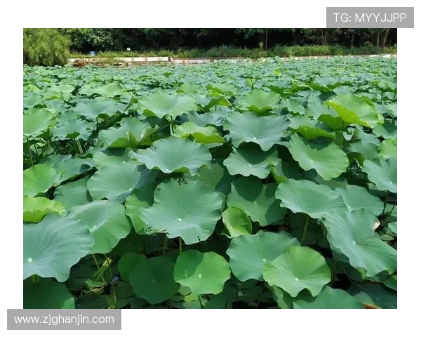 舞动人生的节奏：王芳与街舞的深度对话与心路历程