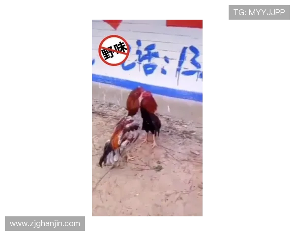 贝尔与麦孔的巅峰对决动态分析与精彩回顾